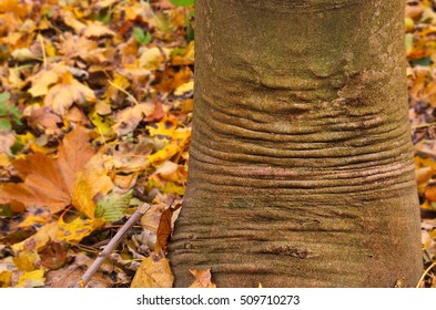 Tree trunk background, autumn texture.  Wrinkled bark maple, as a skin on the elephant's leg. Close-up the bark of the trunk of a maple tree and fallen leaves in the forest in autumn.
