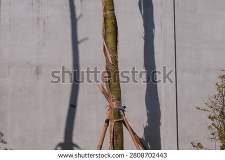 Tree trunk with bamboo support and long shadows on a concrete background