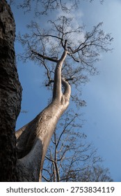 Tree trunk with bare branches reaching upwards against a clear blue sky