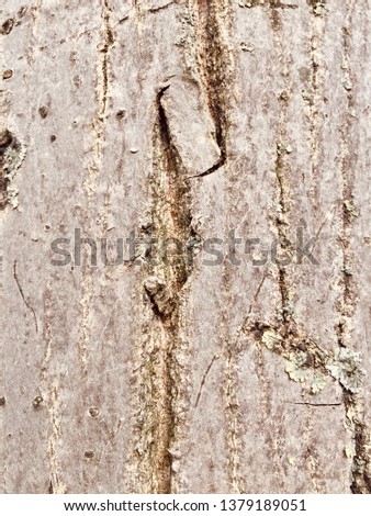 Tree trunk bark