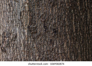 Tree trunk, bark background
