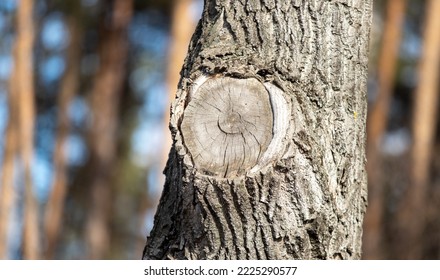 Tree trunk, tree bark close-up background.