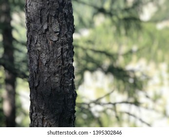 Tree Trunk & Bark Closeup Details