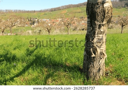 Tree trunk, Tree bark with sheep's wool. With free text field left.