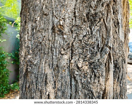 Tree trunk bark texture, natural wood patterns and rough grainy surface, ideal for eco-friendly projects and nature-themed designs. Organic material background.
