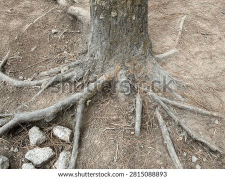 Tree trunk base and exposed roots on ground