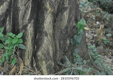 Tree trunk base with green ground plants in a natural forest setting, woodland