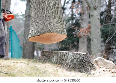 Tree Trunk Being Lift Up After Cut By Manual Worker With Electric Saw