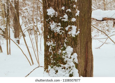 Tree trunk birch, on it moss and snow, snowy Winter, winter Forest
