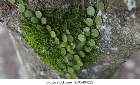 a tree trunk with a blurred background with small green trees attached to it