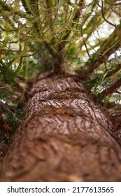 Tree Trunk Bottom View Close Up