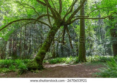 Tree trunk and branches covered in moss and ferns, Cheatham Grove, Grizzly Creek Redwoods State Park, CA