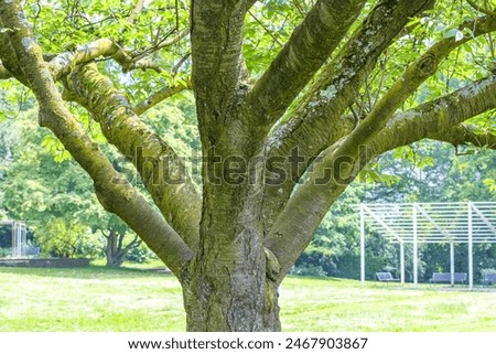 Tree trunk branching into thick branches with lush green foliage, Rheinpark public park, foggy and blurred background in background, sunny spring day in Cologne, Germany