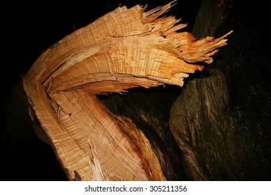 Tree Trunk Broken By The Force Of The Wind From The Explosive Cyclogenesis Klaus In Galicia At Night,