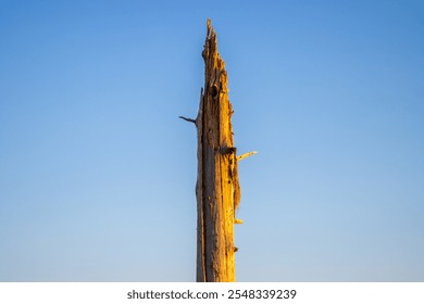 Tree trunk broken in hurricane pointing center frame