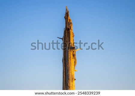 Tree trunk broken in hurricane pointing center frame