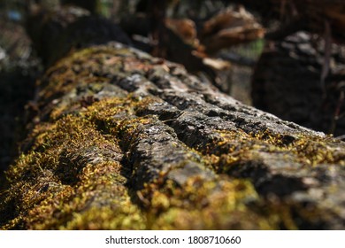 Tree trunk in close up