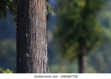 Tree trunk close up view
