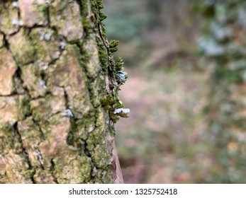 Tree trunk closeup