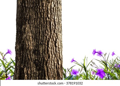 tree trunk closeup
