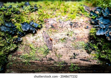 Tree trunk close-up from the wild forest