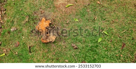 Similar – Image, Stock Photo A sawed off tree stump surrounded by clover