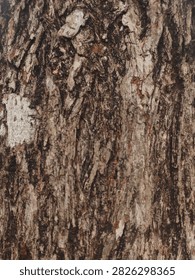 A tree trunk covered in beautiful patterns, located in the yard of a house in Deli Serdang, North Sumatra, Indonesia.