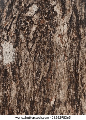 A tree trunk covered in beautiful patterns, located in the yard of a house in Deli Serdang, North Sumatra, Indonesia.