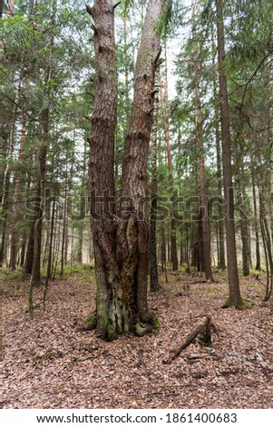 Similar – Image, Stock Photo autumn magic Environment