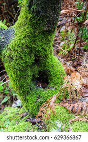 Tree trunk covered with moss
