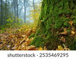 A tree trunk covered with moss, an autumn forest, a foggy morning