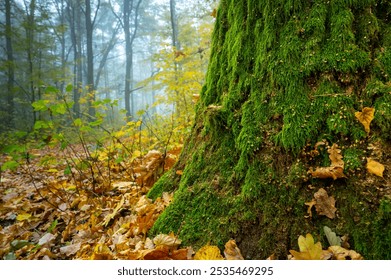 A tree trunk covered with moss, an autumn forest, a foggy morning - Powered by Shutterstock