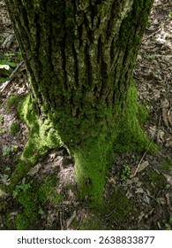 Tree trunk covered with moss in the forest.