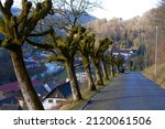 Tree trunk covered with moss at little medieval town St-Ursanne, Canton Jury, on a cloudy winter day. Photo taken February 7th, 2022, Saint-Ursanne, Switzerland.