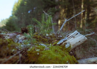 tree trunk covered with moss from which two young pine trees grow. nature life