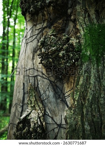 Tree trunk covered with patterns from honey fungus rhizomorph bootlaces 