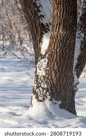 A tree with a trunk covered in snow, the snow is piled up on the tree trunk and branches. The snow is white and fluffy, and it covers the tree in a blanket of winter beauty