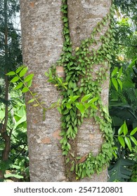 Tree trunk covered with vines