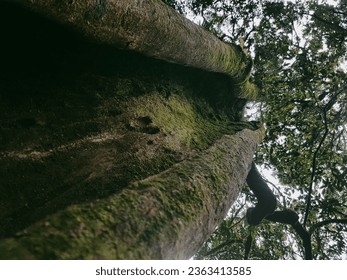 A Tree Trunk Cracked Open