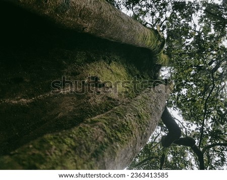A Tree Trunk Cracked Open