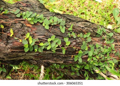 Tree trunk with creeper