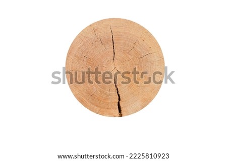 tree trunk cross section, isolated on white, clipping path included