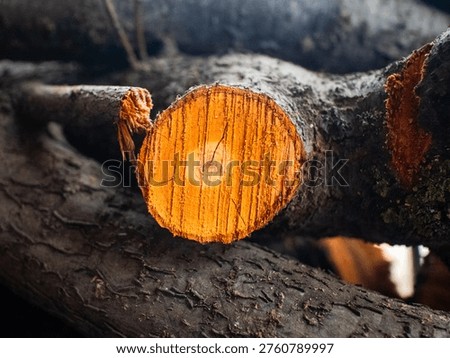 Tree Trunk Cross Section with Natural Wood Texture