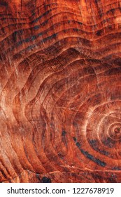 Tree trunk cross section pattern texture as natural background
