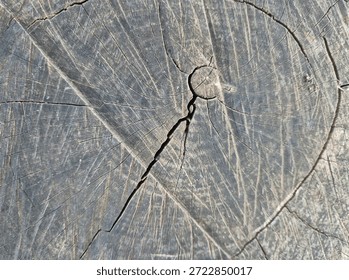 tree trunk cross section texture with cracks and growth rings