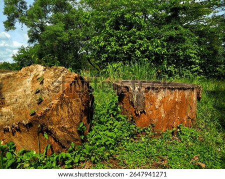 Tree trunk cut between shrubs
