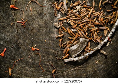 Tree trunk with dead leafs
