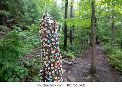 A Tree Trunk Decorated By Multiple Pieces Of Colorful Bubble Gums, Cup And Saucer Hiking Trail, Manitoulin Island, Ontario, Canada