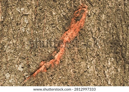 Tree Trunk with Deep Slash Wound