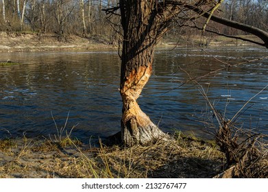 Tree trunk eaten by beavers on the river bank. Spring season, April.